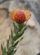 Image of silky-haired pincushion