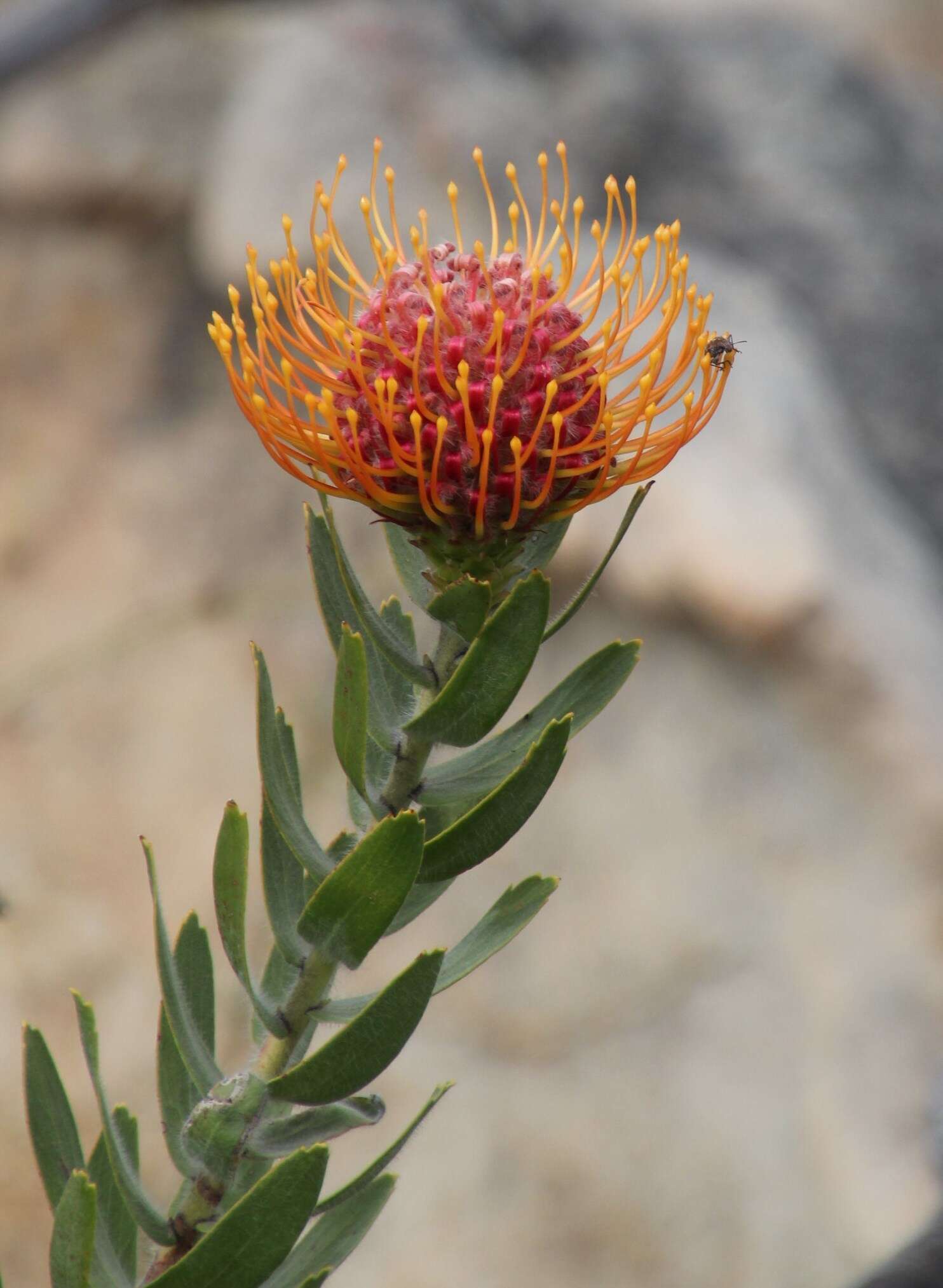 Imagem de Leucospermum vestitum (Lam.) Rourke