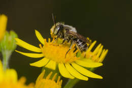 Image of Alfalfa Leafcutter Bee