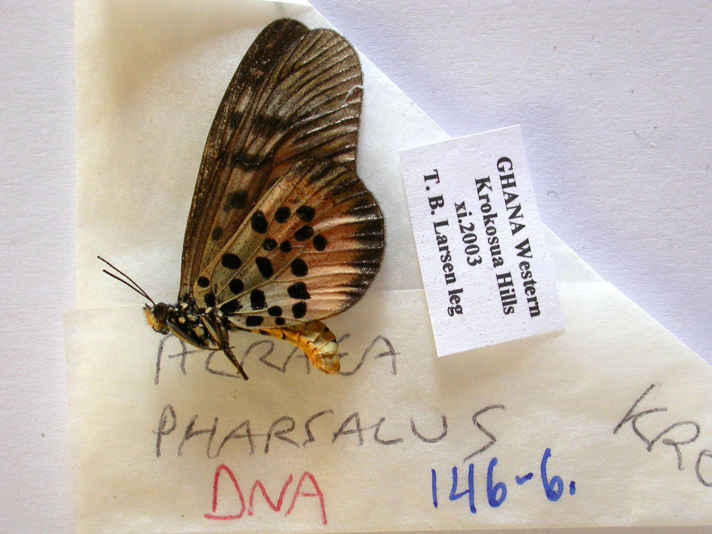 صورة Acraea pharsalus Ward 1871