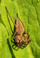 Image of Nursery-web spider