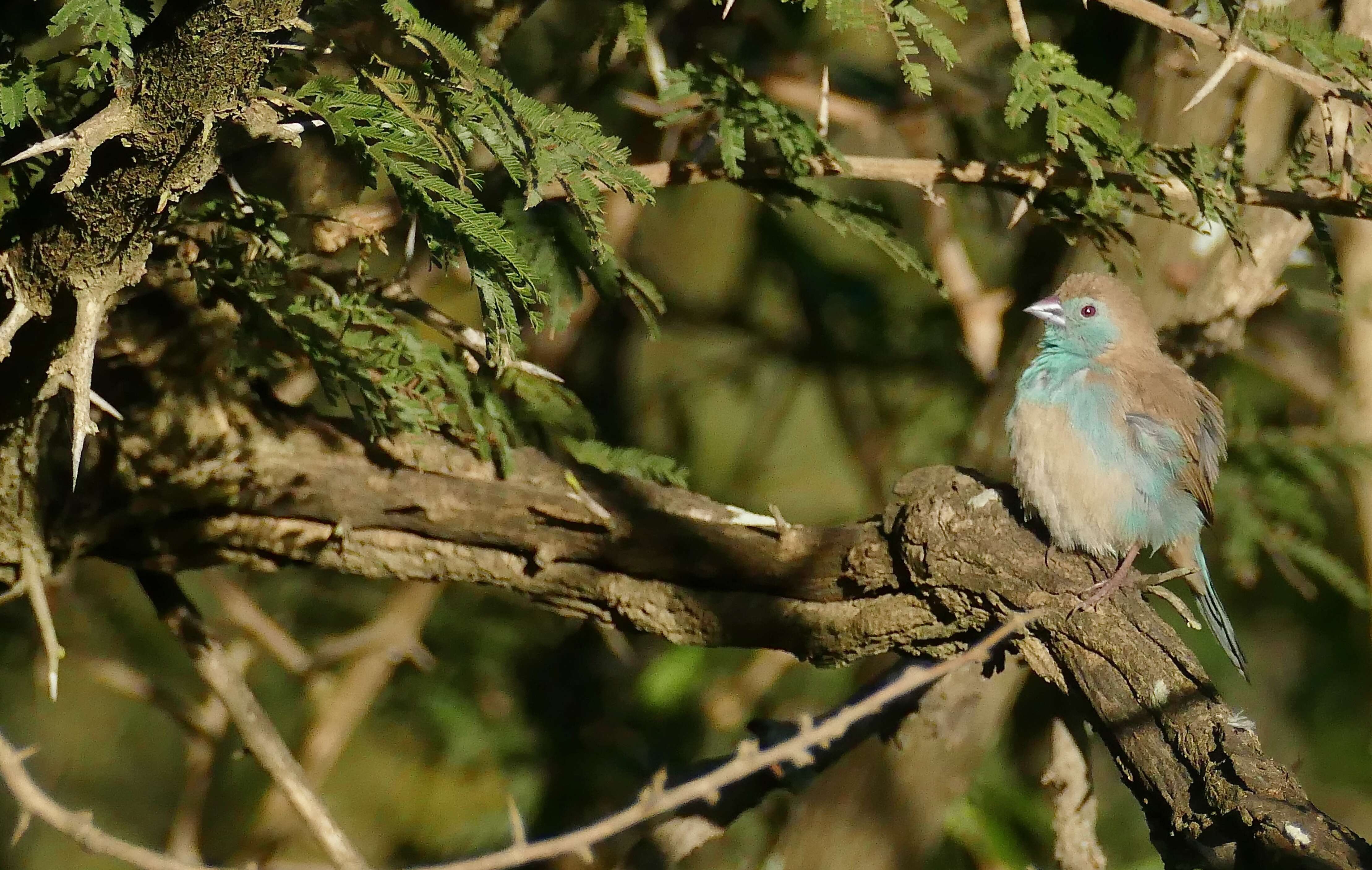 Image of Blue Waxbill