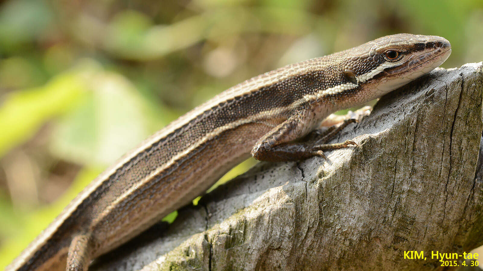 Image of Mountain grass lizard