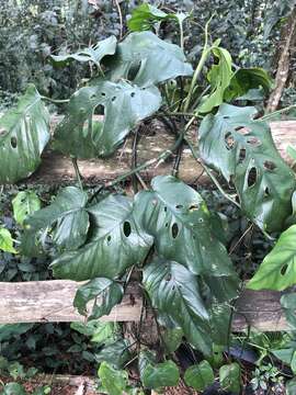 Image of Monstera siltepecana Matuda