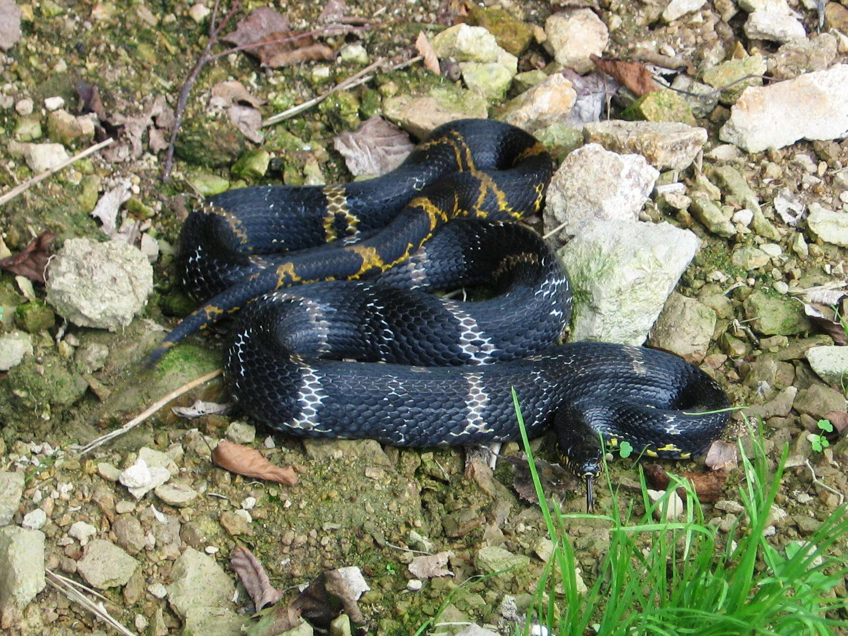 Image of Russian Ratsnake