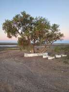 Image of Peruvian peppertree