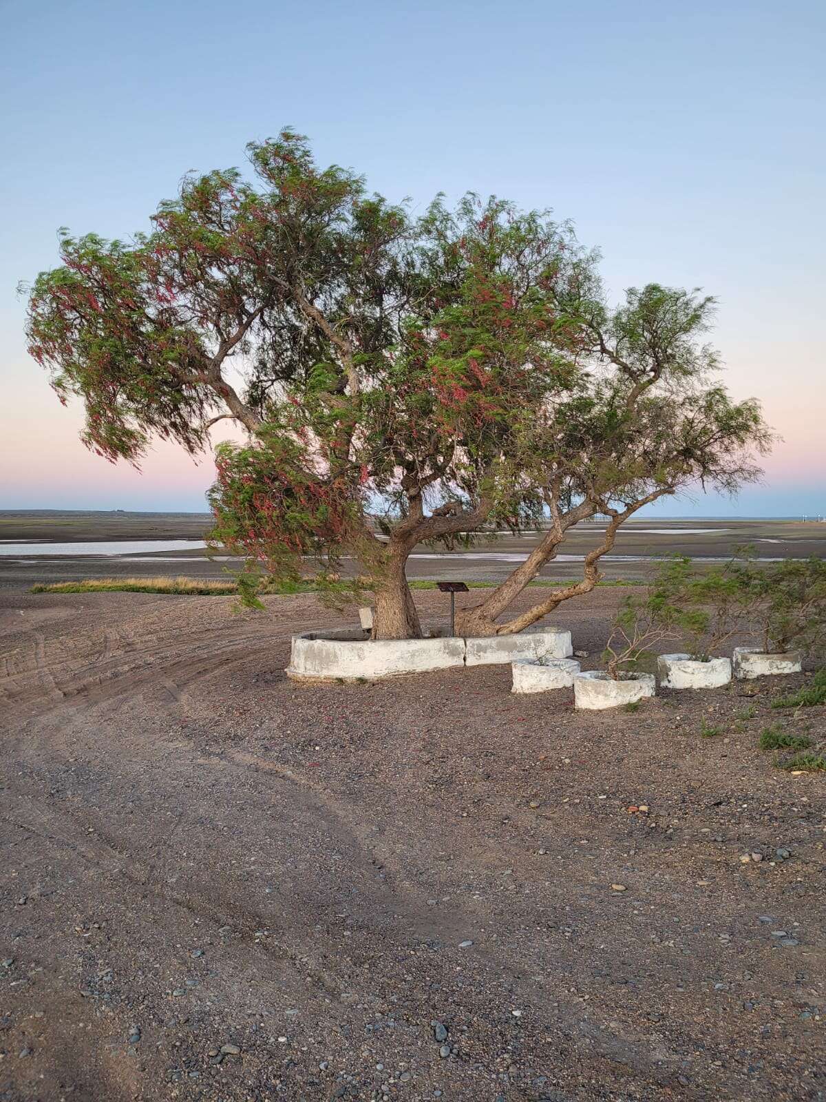 Image of Peruvian peppertree