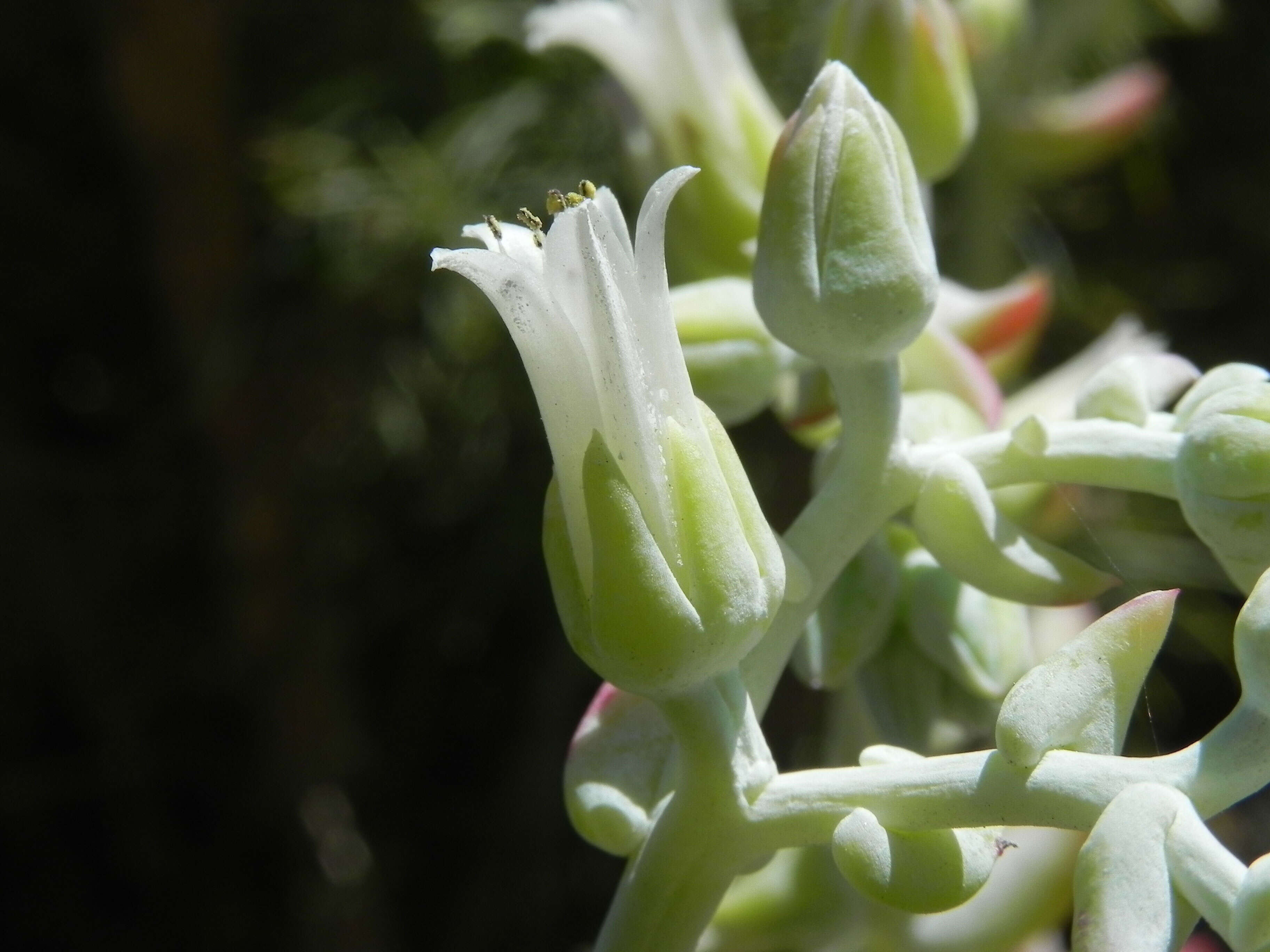 Image of white-flowered liveforever