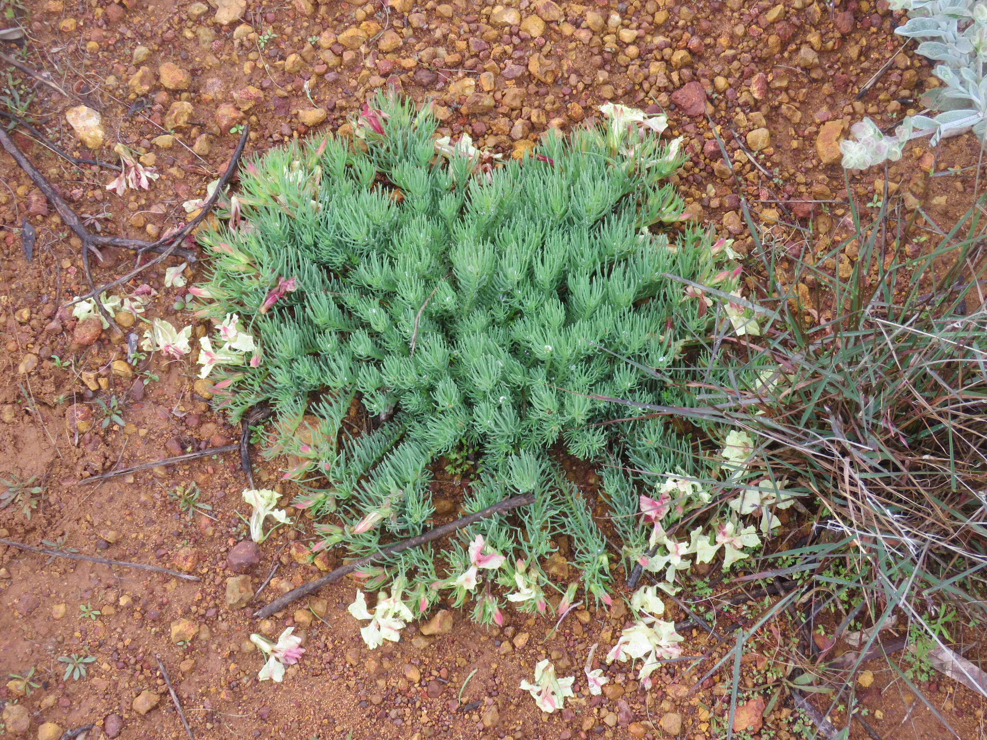 Image of Wreath Flower