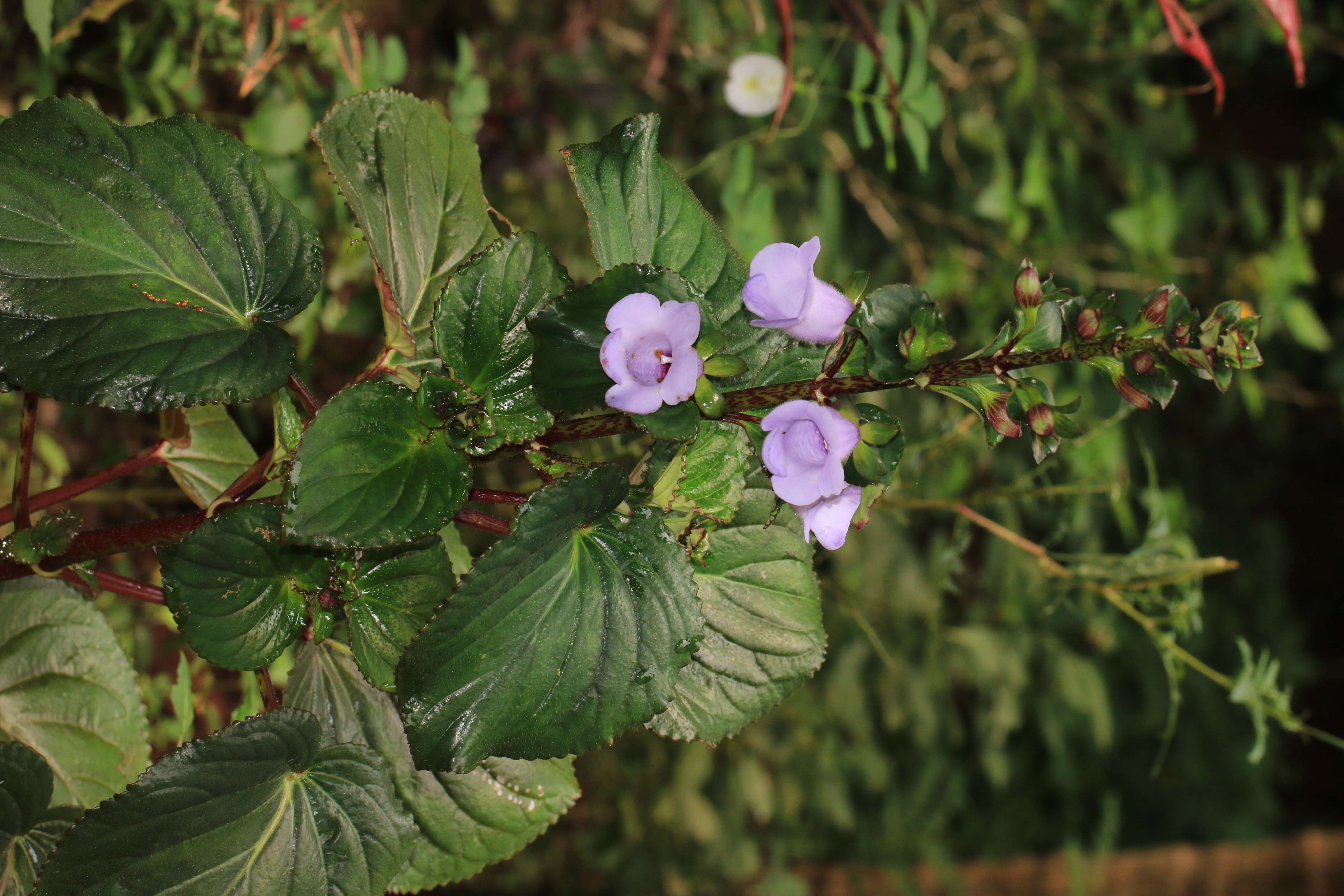 Image of Canterbury bells