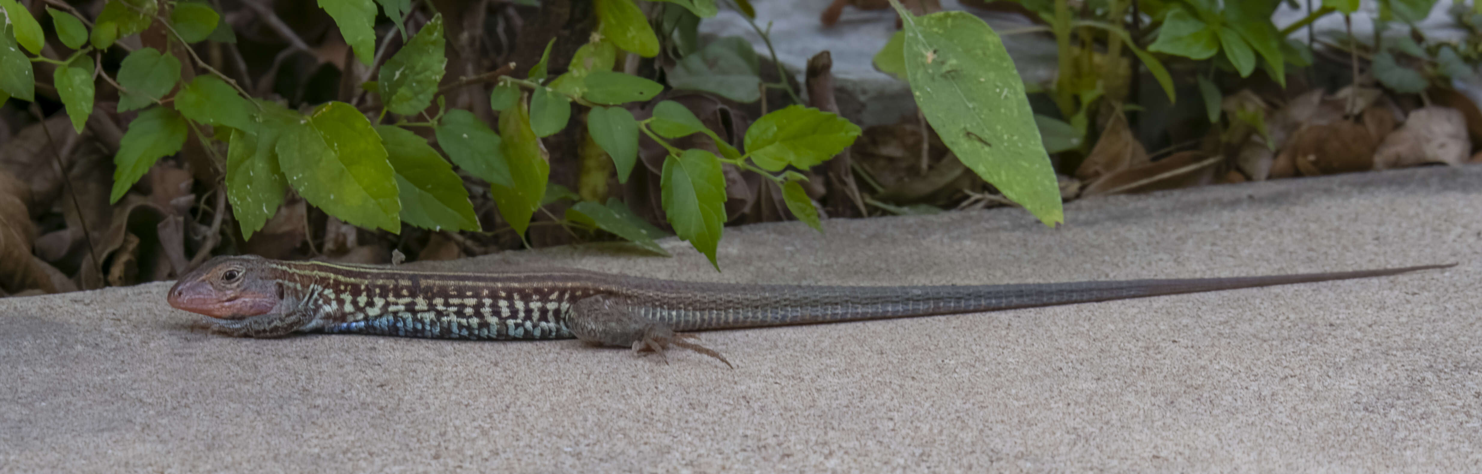 Image of Common Spotted Whiptail