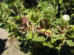 Image of alpine mirrorplant