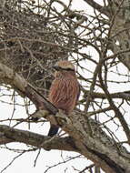 Image of Purple Roller