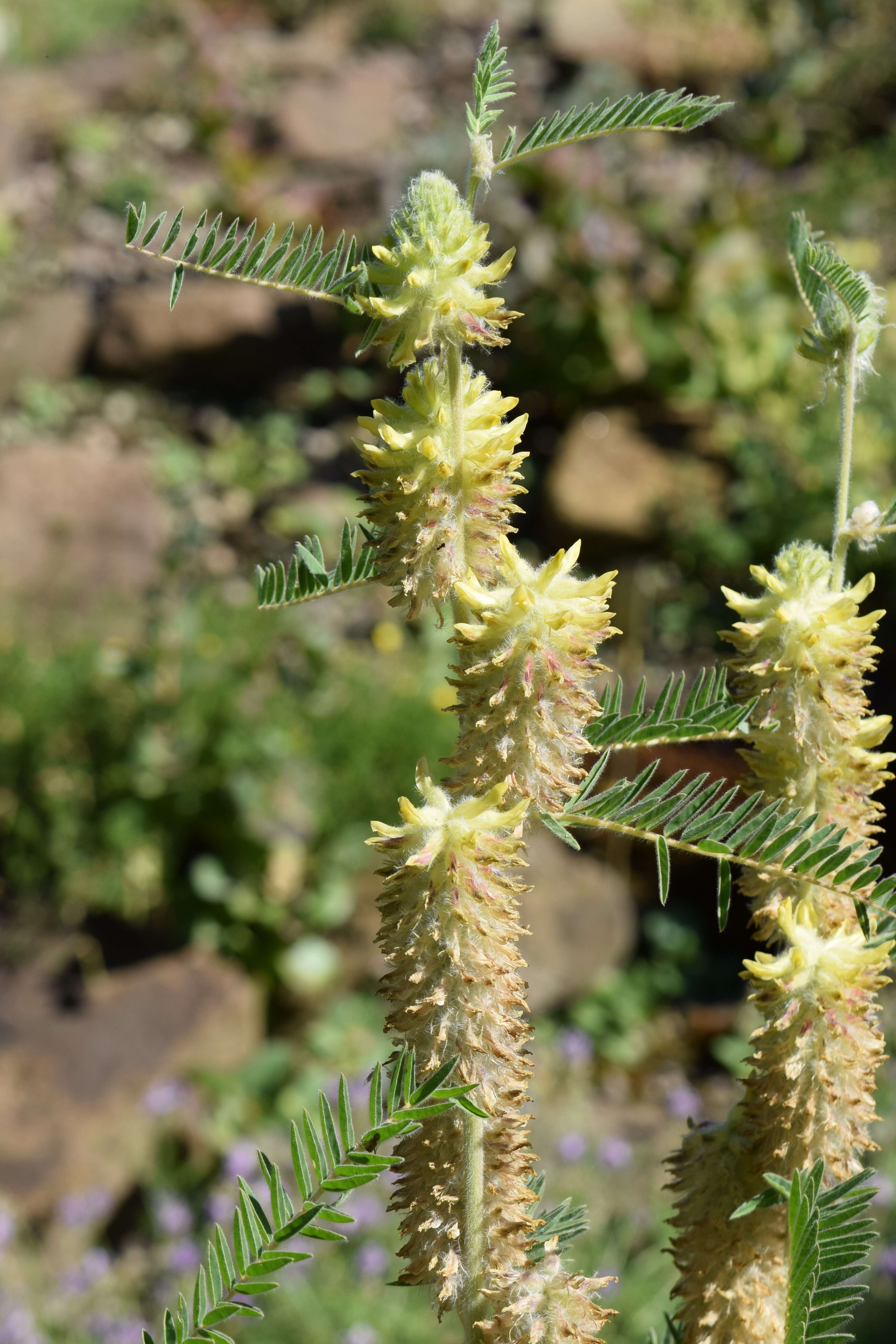 Imagem de Astragalus alopecurus Pall. ex DC.