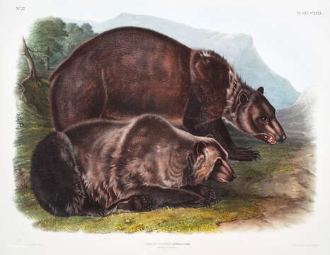 Image of grizzly bear