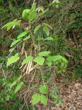 Image of Akebia trifoliata (Thunb.) Koidz.