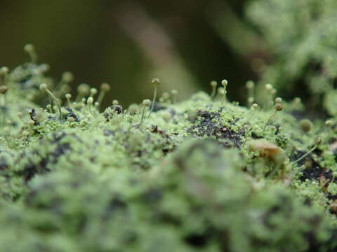 Image of needle lichen