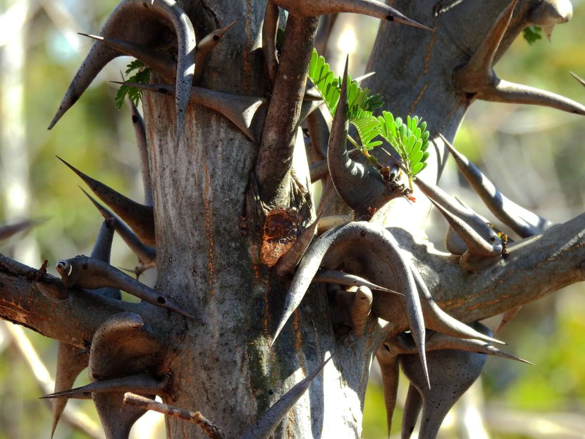 Image of bull horn acacia