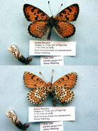 Image de Melitaea didymoides Eversmann 1847