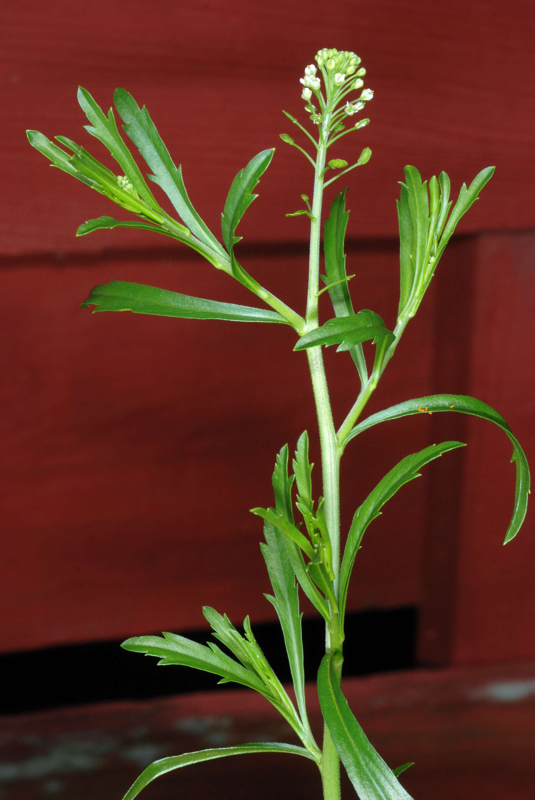 Image of Virginia pepperweed