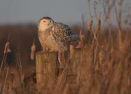 Imagem de Bubo scandiacus (Linnaeus 1758)