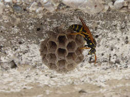 Image of Polistes associus Kohl 1898