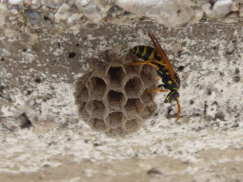 Image de Polistes associus Kohl 1898