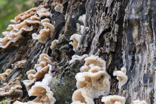 Image of Phlebia tremellosa (Schrad.) Nakasone & Burds. 1984