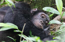 Image of Eastern Chimpanzee