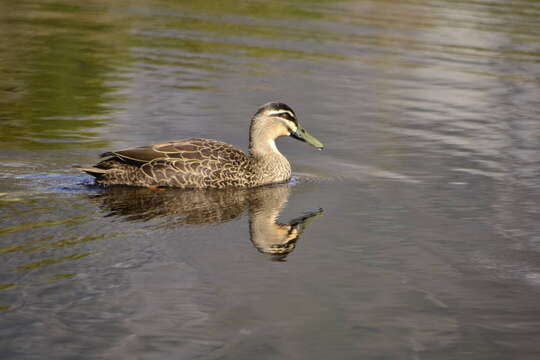 Image of Grey Duck