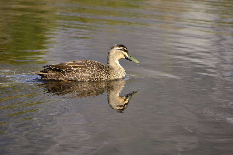 Image of Grey Duck