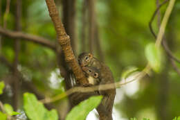 Image of Northern Tree Shrew