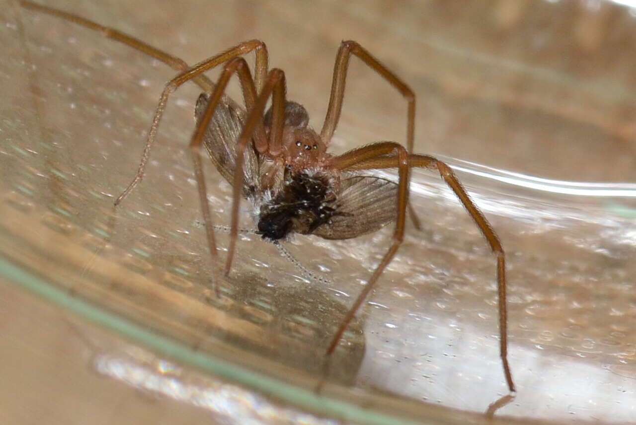 Image of Mediterranean recluse spiderman