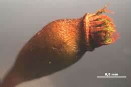 Image of fissidens moss