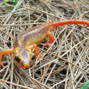 Image of Luschan’s salamander