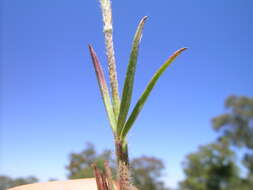 Image of Narrow Clover