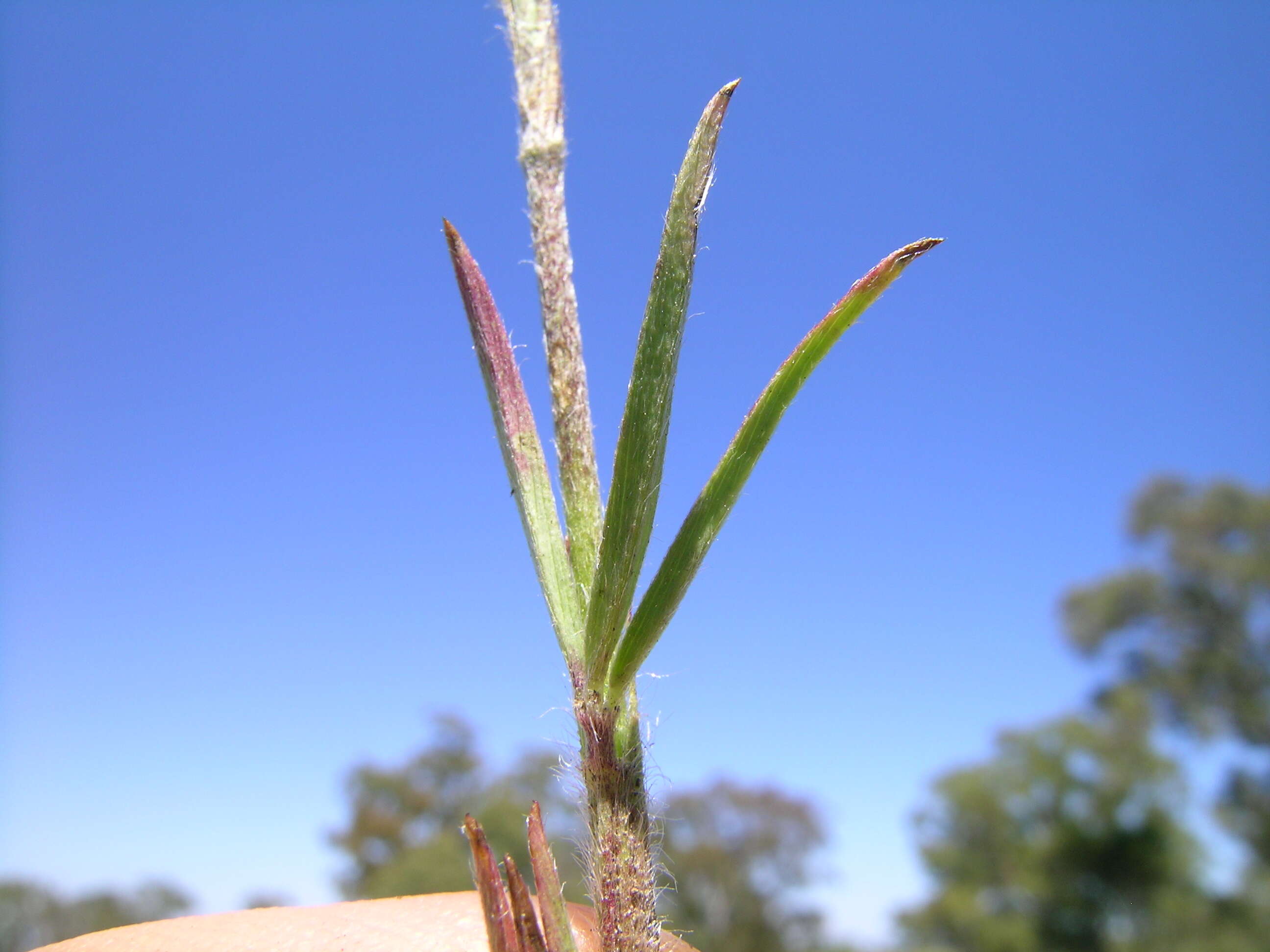 Image of Narrow Clover