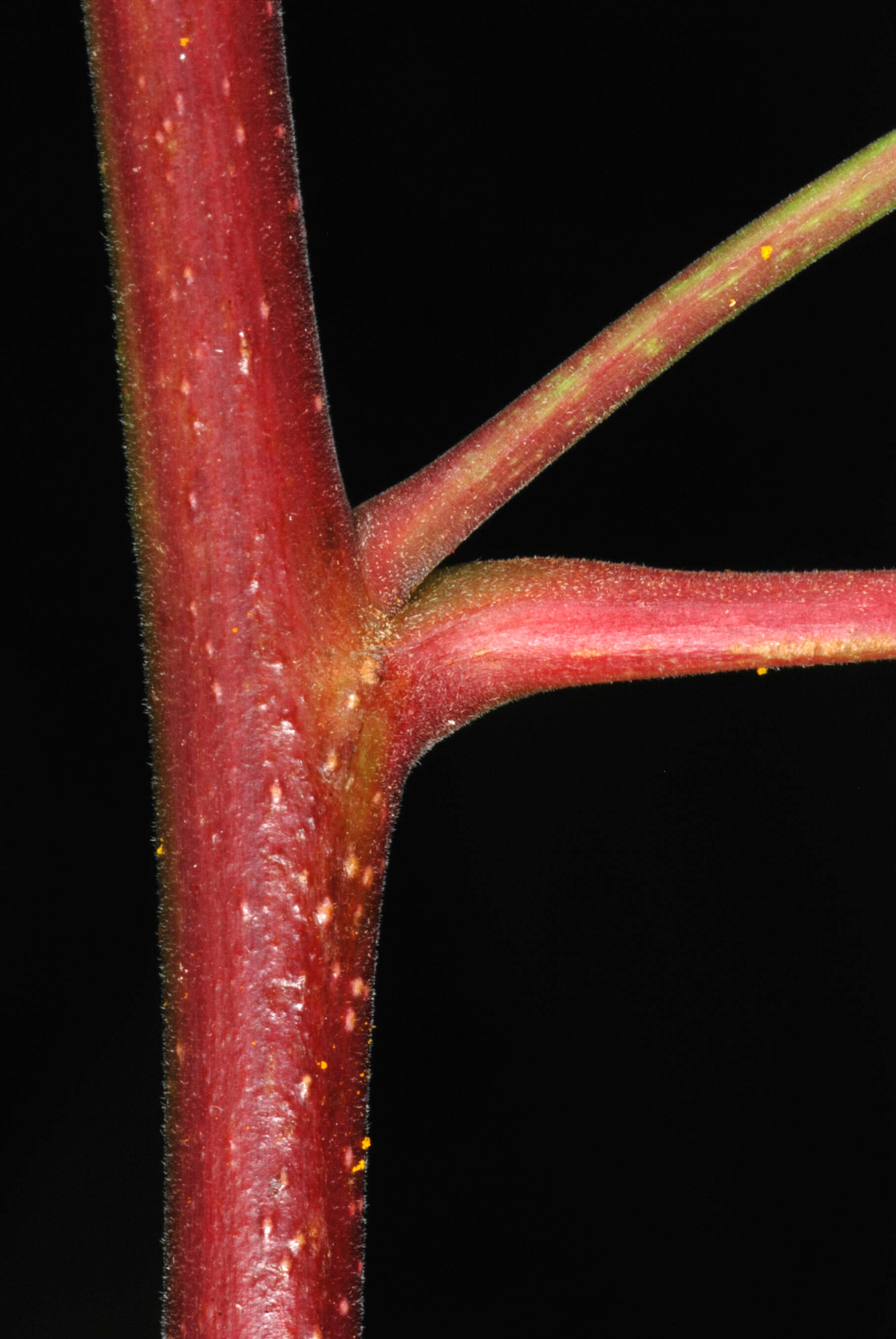 Image of Brazilian Peppertree