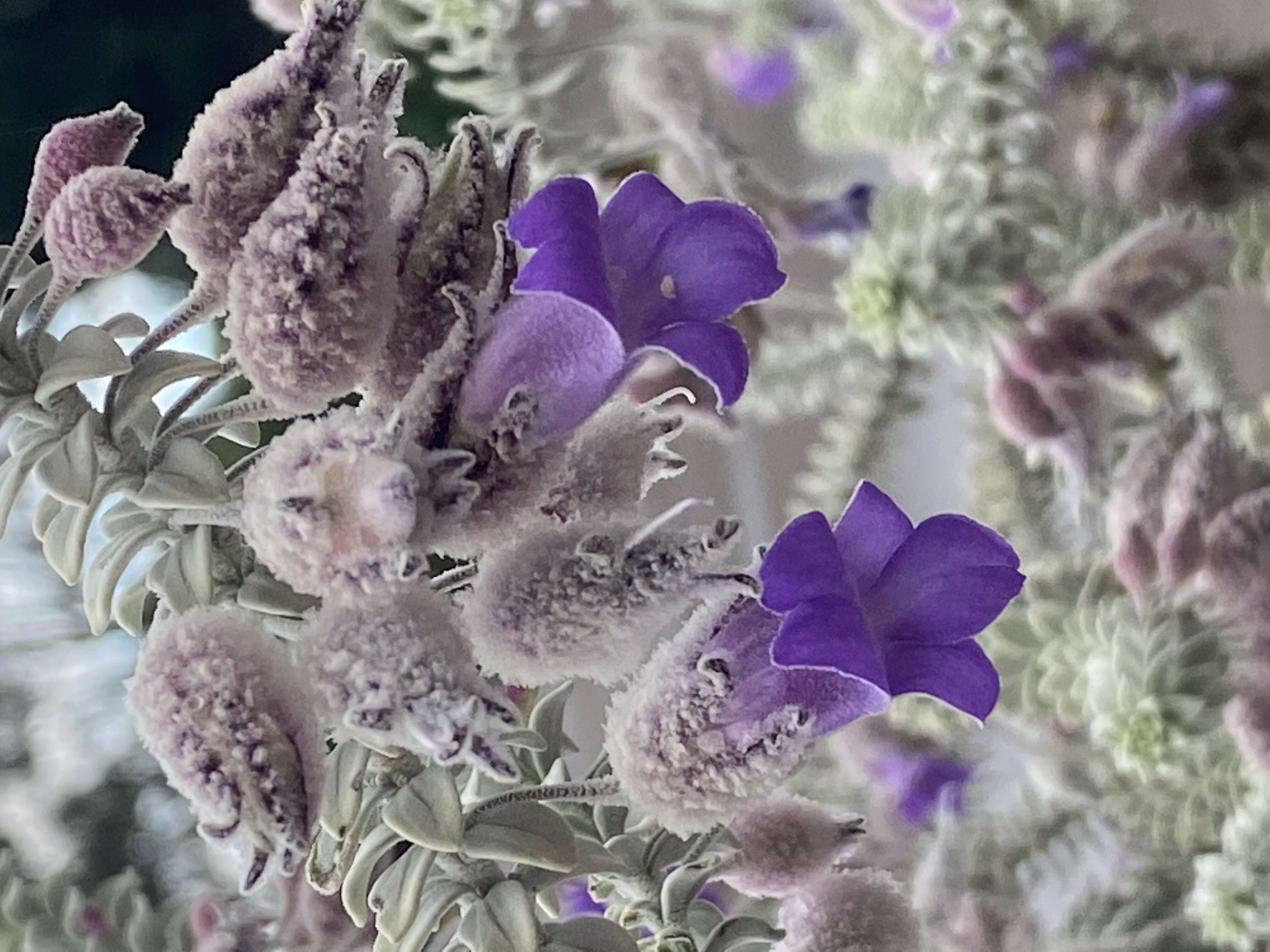 Eremophila lachnocalyx C. A. Gardner resmi