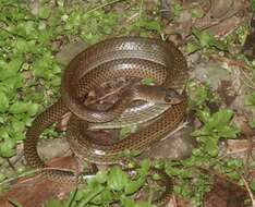 Image of Chinese Ratsnake