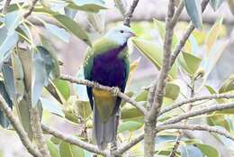 Image of Wompoo Fruit Dove