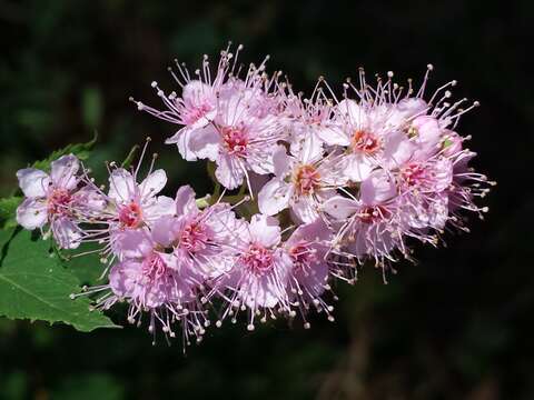 Слика од Spiraea salicifolia L.