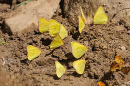 Image of Western Sulphur