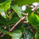 Image of Philippine Leafbird