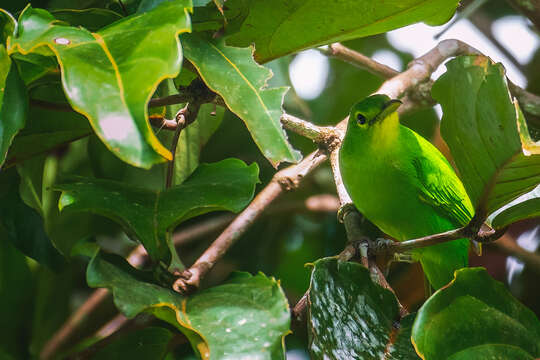 Image of Philippine Leafbird