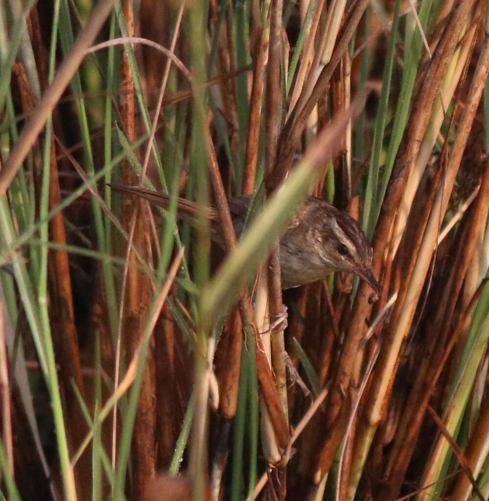 Image of Sedge Warbler