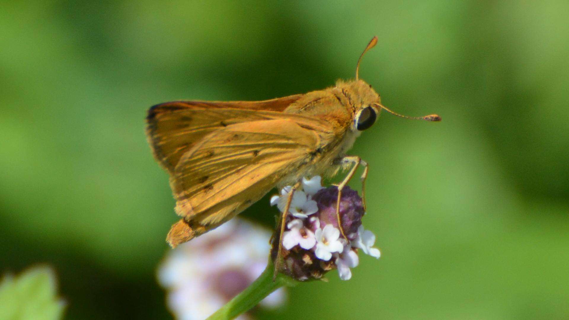 Image of Hylephila phyleus