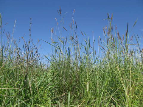 Image of Golden velvet grass