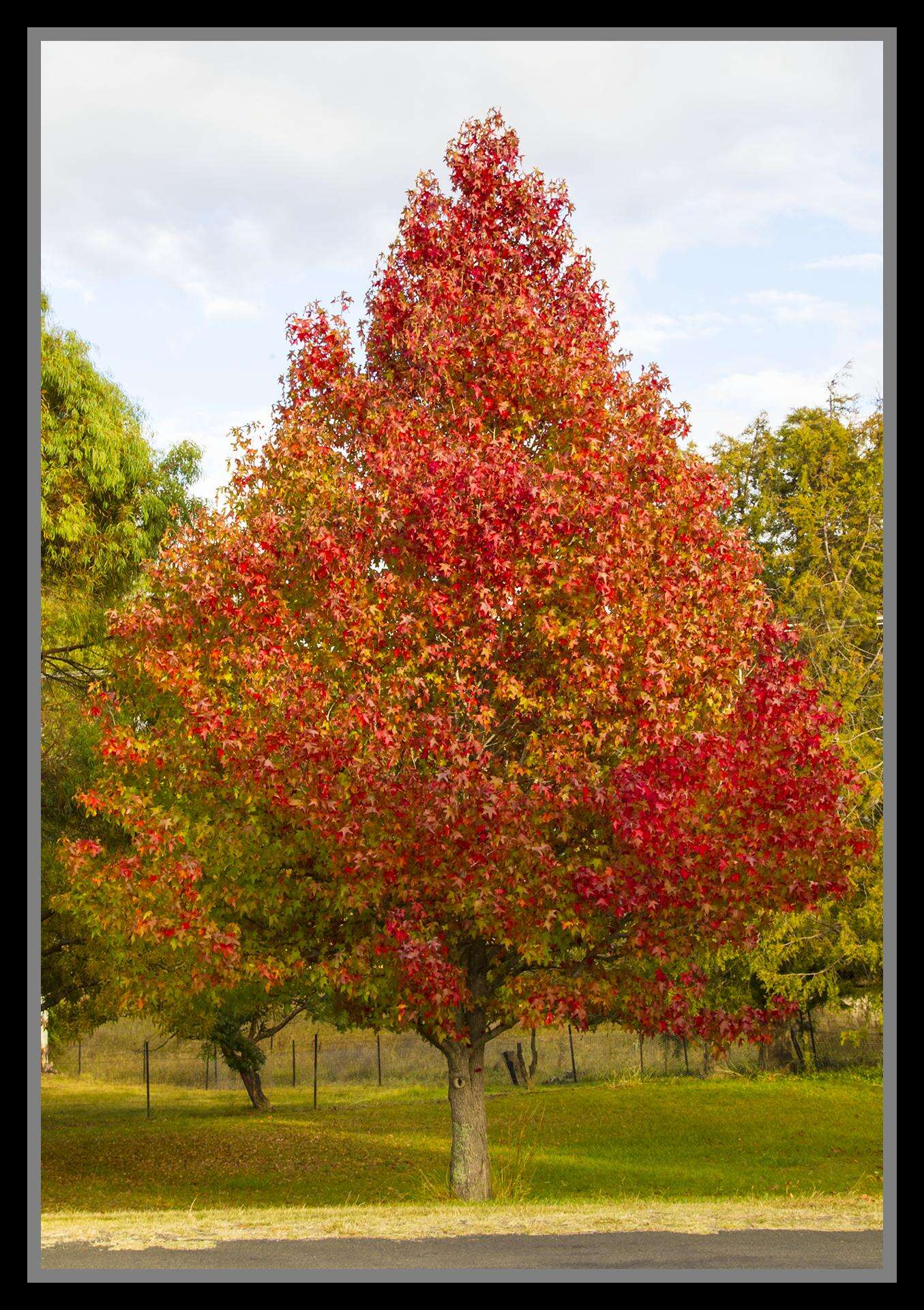 Image of American Sweetgum