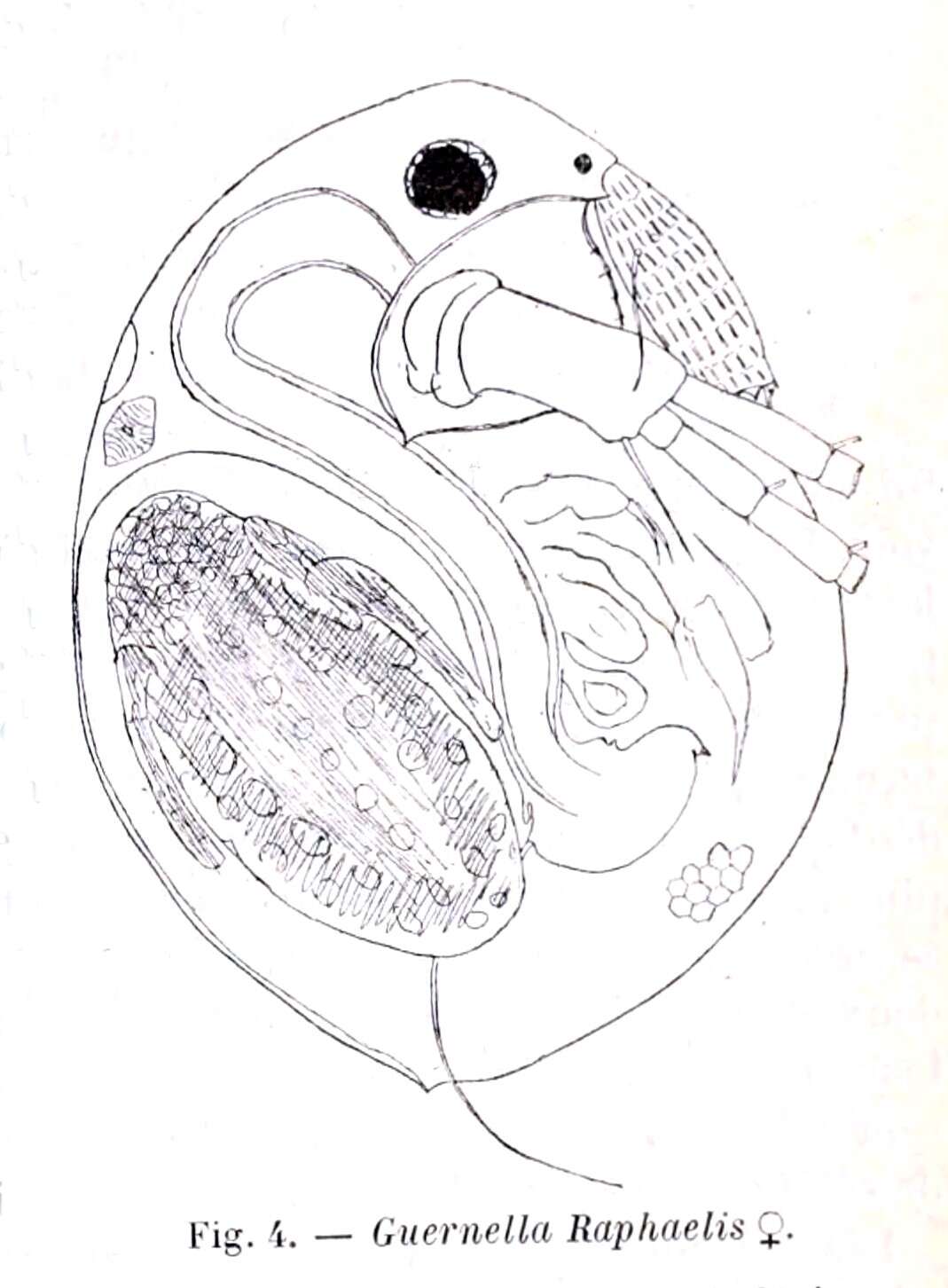 Image of Macrothricidae